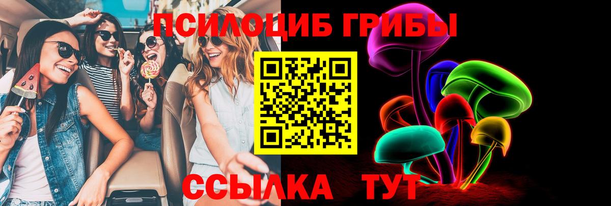 купить наркотик  Галлюциногенные грибы Psilocybe  Вход с VPN  Курчалой 